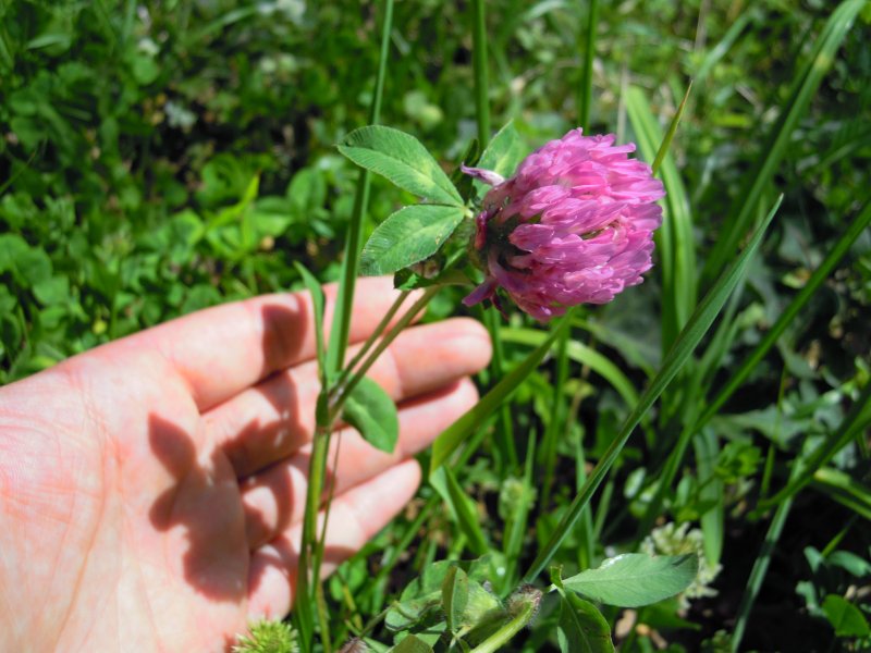 Trifolium pratense